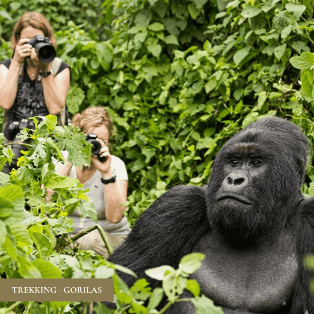 TREKKING-GORILAS.png